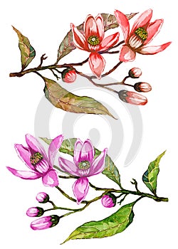 Orange tree flower on a twig. Floral set of two colorful twigs. Spring flourish. Isolated on white background. Watercolor paintin