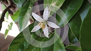 Orange tree flower zoom in. Neroli blossom closeup.