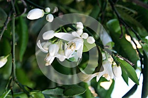 Orange tree flowers