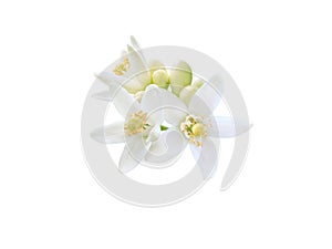 Orange tree flowers bunch closeup isolated on white. Transparent png additional format