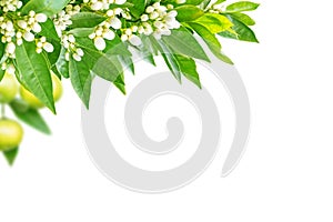 Orange tree flowers, leaves, buds and fruits in the corner isolated on white