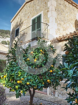 Orange tree in front of mediterranean house