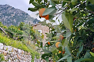 Orange tree in front of mediterranen house.