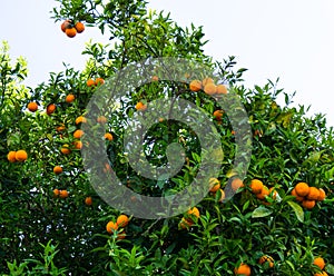 Orange tree. fruit of garden