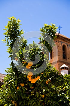 Orange tree with fruits against the church