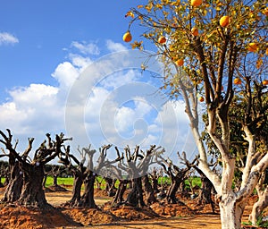 Orange tree with fruits grows against the regenerate and reborn old olive trees. Reviving Plantation. Olive Road Nursery