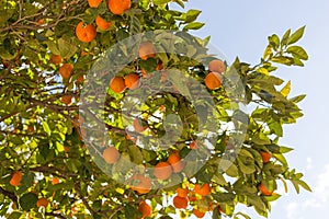 Orange tree with fruits on its branches