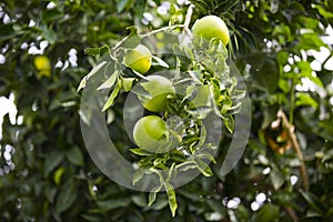 Orange tree with fruits