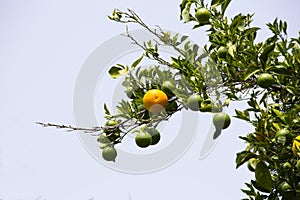Orange tree with fruits