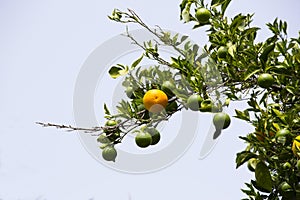 Orange tree with fruits photo