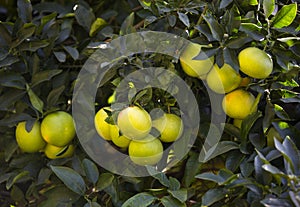 Orange tree with fruits photo