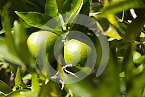 Orange tree with fruits ripen photo