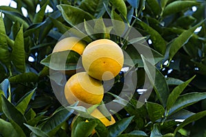 Orange tree with fruits ripen photo