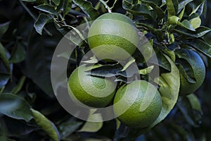 Orange tree with fruits ripen photo