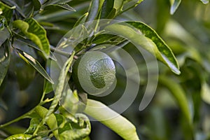 Orange tree with fruits ripen photo