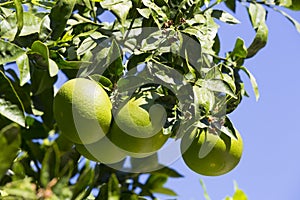 Orange tree with fruits ripen photo