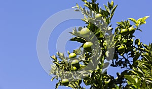 Orange tree with fruits ripen photo