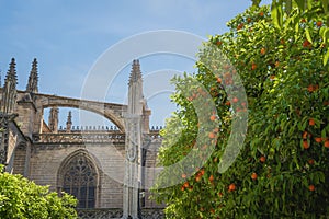 Orange Tree full of fruits at Patio de los Naranjos in Seville Cathedral - Seville, Spain photo
