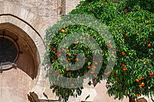 Orange Tree full of fruits at Patio de los Naranjos in Seville Cathedral - Seville, Spain photo