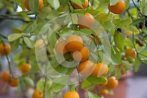 an orange tree full of lots of ripe oranges on it