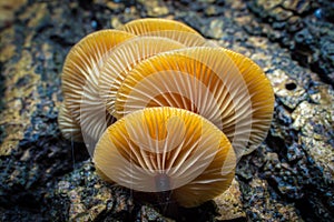Orange Tree Fungus mushroom, toadstool
