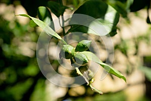 Orange tree in a garden in Seville, Spain, Europe