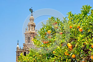 Orange tree with Giralda tower of Seville Cathedral at background, Spain