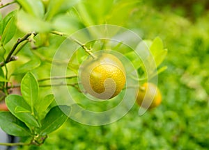 Orange tree green leaves