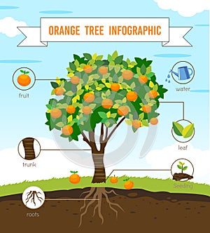 Orange tree infographic vector