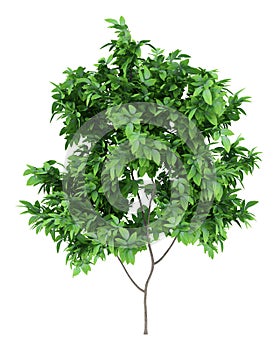 Orange tree isolated on white