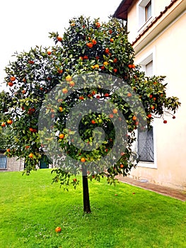 Orange tree in Italian house garden