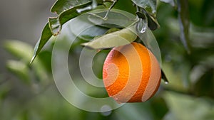 Orange on tree limb in Sicily
