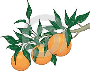 Orange Tree Limb Vector Illustration