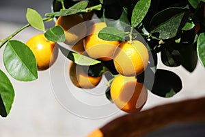 Orange tree with little colorful fruits, detail
