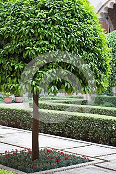 Orange tree and manicured courtyard