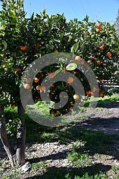 Orange tree with many ripe fruits