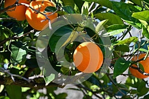 Orange tree with many ripe fruits