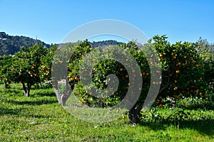 Orange tree with many ripe fruits