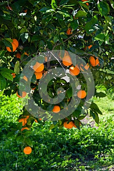 Orange tree with many ripe fruits