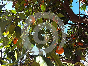 Orange Tree in Marrakech
