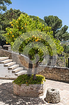 Orange tree MondragÃ³n Palace Garden Ronda Spain