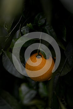 Orange tree photo