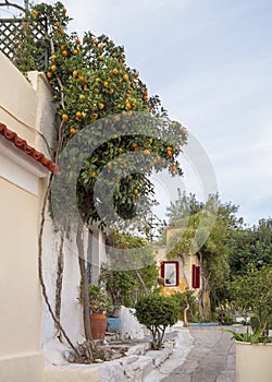 Orange tree on the narrow street of the Anafiotika district near the Acropolis in the city of Athens, Greece