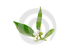 Orange tree neroli buds after spring rain isolated on white. Azahar blossom