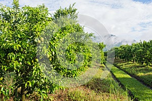 Orange tree - Orange Farm in fang district,chiangmai,thailand