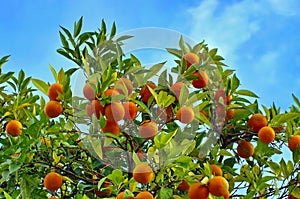 Orange tree and orange fruits