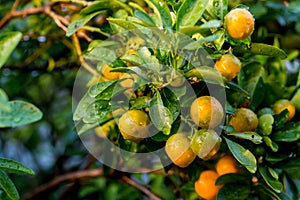 Orange tree in the orange grove, selective focus. Kumquat tree in a garden. Ripe oranges hanging orange trees in orange grove.