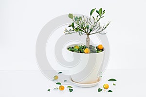 Orange tree