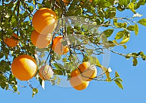 Orange tree, orangenbaum