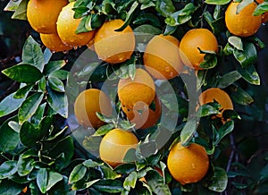 Orange Tree with Oranges Growing